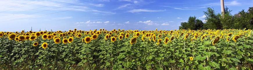 Keuken spatwand met foto Beautiful sunflower field in sunny summer © Konovalov Pavel