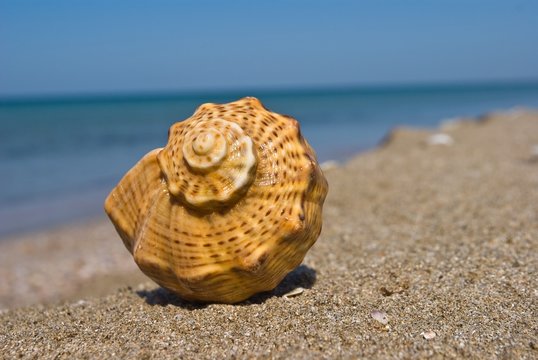 twisted shell on a sea beach