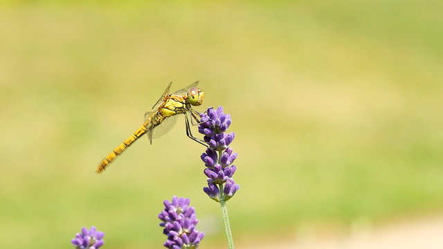 dragonfly on lavender