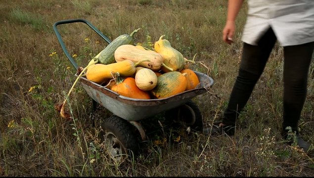 Тыква в тачке.