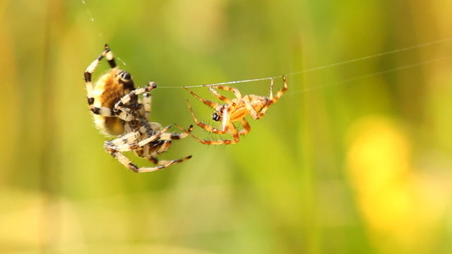 spiders fight