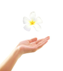 Woman hand with frangipani on white background