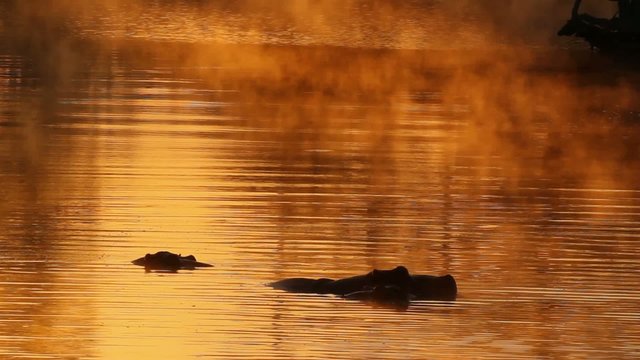 Hippos in water at sunrise, South Africa