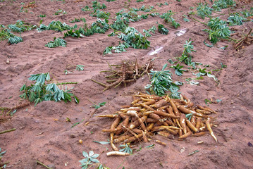 Cassava bulb on the ground