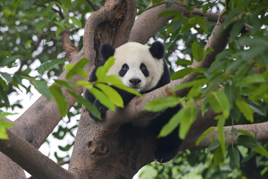 Giant panda bear in tree (looking at camera)