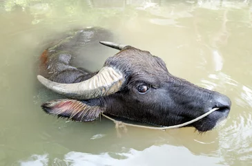Gordijnen Closeup of asian water buffalo © wusuowei