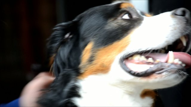 Berner Sennenhunbd