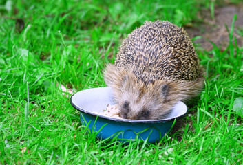 Hedgehog