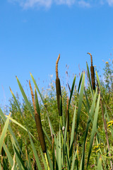 cattails and reeds