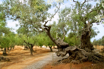 centennial olive trees from Mediterranean Mallorca