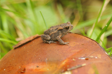 Junger Moorfrosch