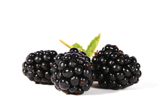 Brombeeren