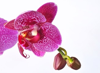Orquídea sobre fondo blanco.