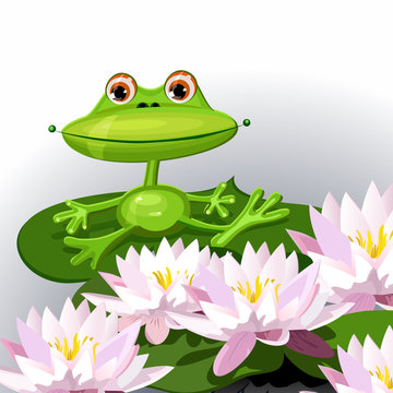 funny frog on lily