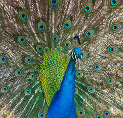 Peacock