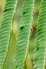 Green Mimosa Leaves
