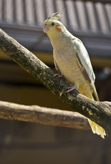 Cockatoo parrot