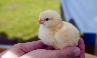 girl holding a new born chicken in her hands