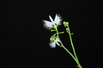 サギソウ (東京・昭和記念公園)