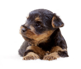 Puppy yorkshire terrier on the white background