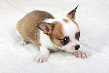 chihuahua puppy in studio