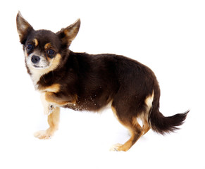 Chihuahua dog on white background