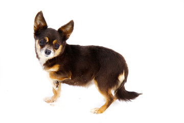 Chihuahua dog on white background