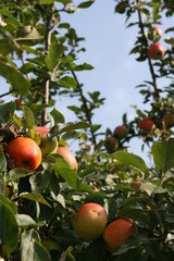 pommier et ses pommes 3