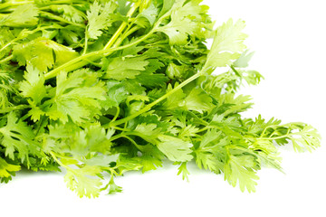 fresh coriander (cilantro) herb isolated on a white background