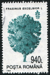 Fraxinus excelsior