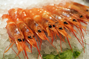 Eine Reihe Scampis im Eis