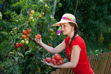 Young gardener woman harvesting tomatoes