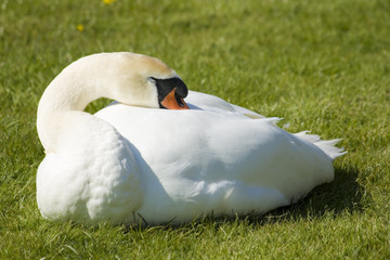 Swan on the green grass