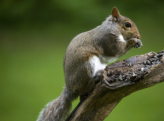 Obraz premium Seed robber