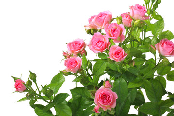 Naklejka premium Bush with pink roses and green leafes