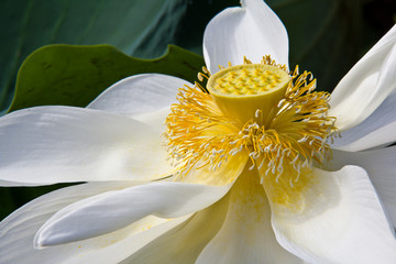 Young yellow lotus seed