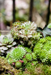 panier de plantes grasses