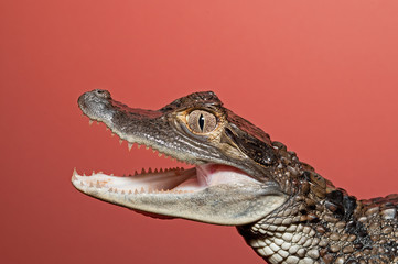Laughing Cayman profile