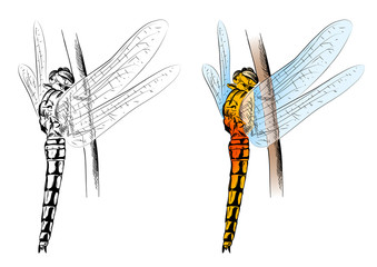 dragonfly