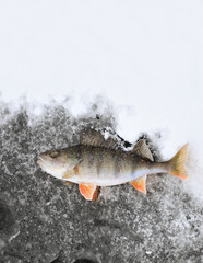 frozen perch