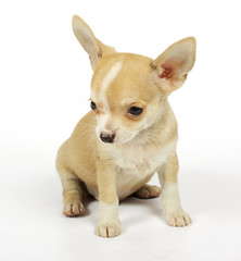 small chihuahua puppy