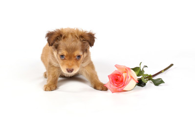 chihuahua puppy in studio