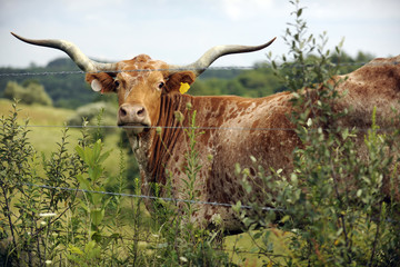 Longhorn Behind Wire