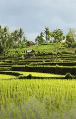 Papier Peint photo Lavable Indonésie rice field landscape in bali indonesia