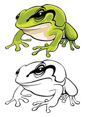 Vector illustration of isolated tree frog