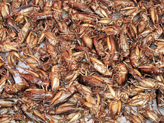 fried crickets at food market in thailand