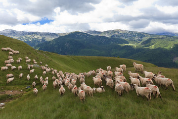 Fototapeta premium flock of sheep
