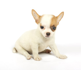 small chihuahua puppy