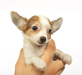 small chihuahua puppy