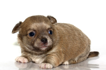 chihuahua puppy